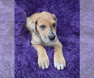 Great Dane Puppy for Sale in ALVARADO, Texas USA