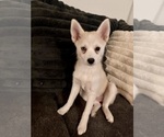 Small Photo #92 Pomsky Puppy For Sale in LOVELAND, CO, USA