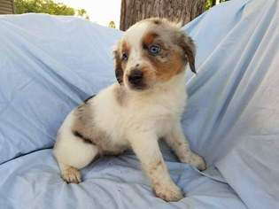 Australian Shepherd Puppy for sale in BALTIC, OH, USA