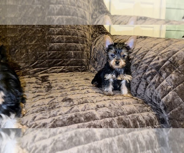 Medium Photo #7 Yorkshire Terrier Puppy For Sale in DETROIT, MI, USA