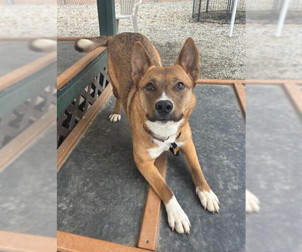 Medium Photo #1 Mutt Puppy For Sale in Palmetto, FL, USA