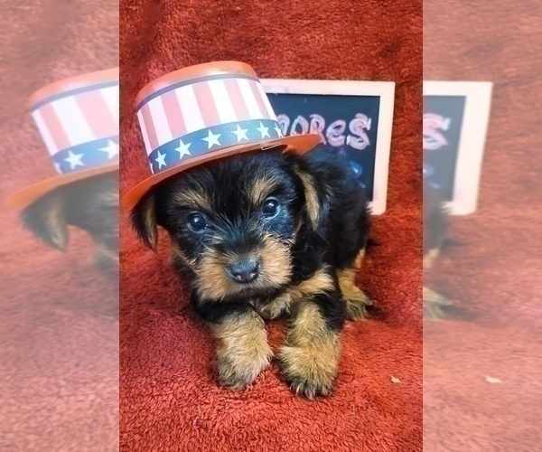 Medium Photo #16 Yorkshire Terrier Puppy For Sale in AKRON, OH, USA