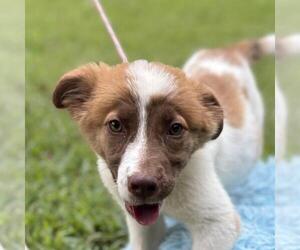 Labrenees Dogs for adoption in Yardley, PA, USA