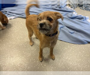 Cairn Terrier Dogs for adoption in Fort Wayne, IN, USA