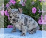 Small #2 French Bulldog
