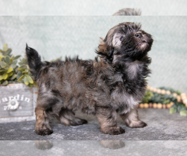 Medium Photo #2 Havanese Puppy For Sale in CLARE, MI, USA