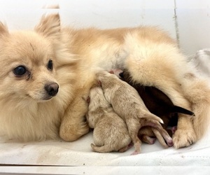 Mother of the Pomeranian puppies born on 03/02/2024