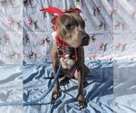 Small Photo #6 American Pit Bull Terrier-Doberman Pinscher Mix Puppy For Sale in Richmond, IN, USA