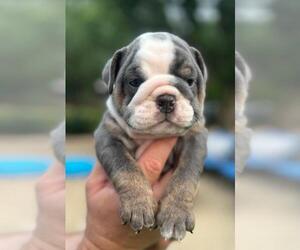 English Bulldog Puppy for sale in SAINT CHARLES, IL, USA