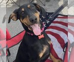 Small Photo #1 Doberman Pinscher-Unknown Mix Puppy For Sale in Potomac, MD, USA