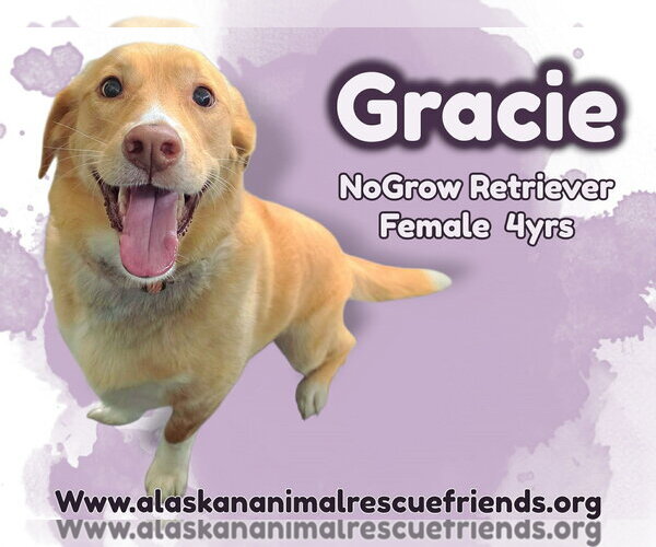 Medium Photo #1 Labrador Retriever-Unknown Mix Puppy For Sale in Anchorage, AK, USA