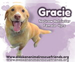 Small Labrador Retriever Mix