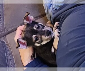 Black Mouth Cur-Labrador Retriever Mix Dogs for adoption in The Woodlands, TX, USA
