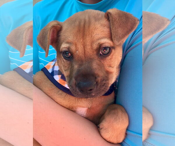 Medium Photo #9 Black Mouth Cur-Boxer Mix Puppy For Sale in Valrico, FL, USA