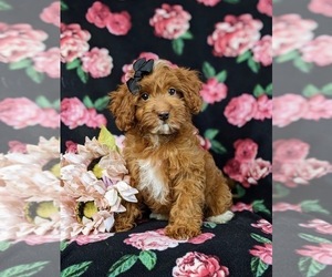 Cavapoo Puppy for sale in NOTTINGHAM, PA, USA