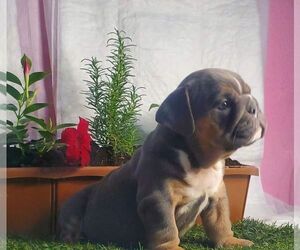Bulldog Puppy for sale in LOS FRESNOS, TX, USA