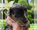 Small #3 Aussiedoodle Miniature 