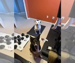 Small #10 Huskies  Mix