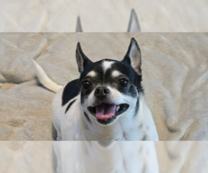 Chihuahua Dogs for adoption in Foristell, MO, USA