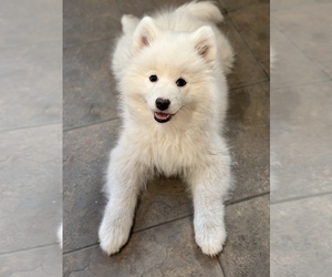 Samoyed Puppy for sale in SACRAMENTO, CA, USA