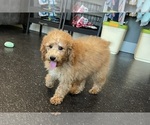 Small #9 Poodle (Toy)