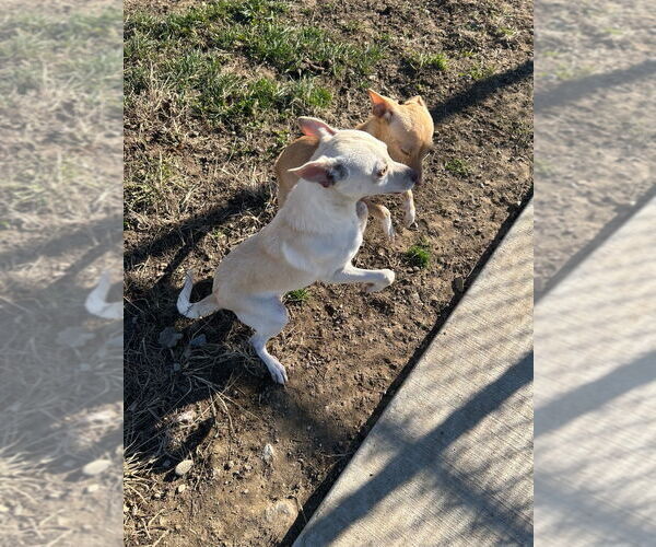 Medium Photo #3 Chihuahua Puppy For Sale in Pierceton , IN, USA