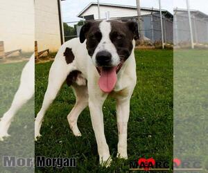 Labrador Retriever-Unknown Mix Dogs for adoption in Maryville, TN, USA