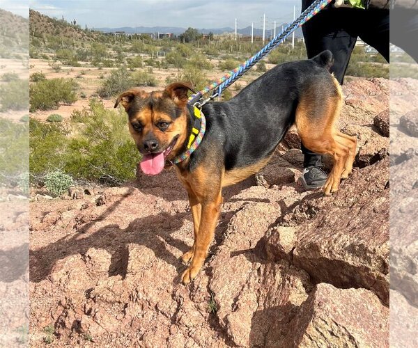 Medium Photo #3 Rottweiler-Unknown Mix Puppy For Sale in phoenix, AZ, USA
