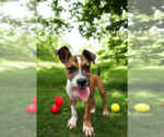 Small #2 Basenji-Rat Terrier Mix