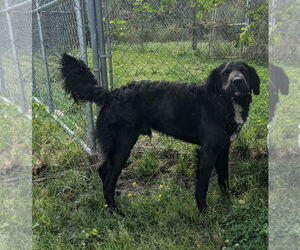 Retriever -Unknown Mix Dogs for adoption in Brooklyn Center, MN, USA