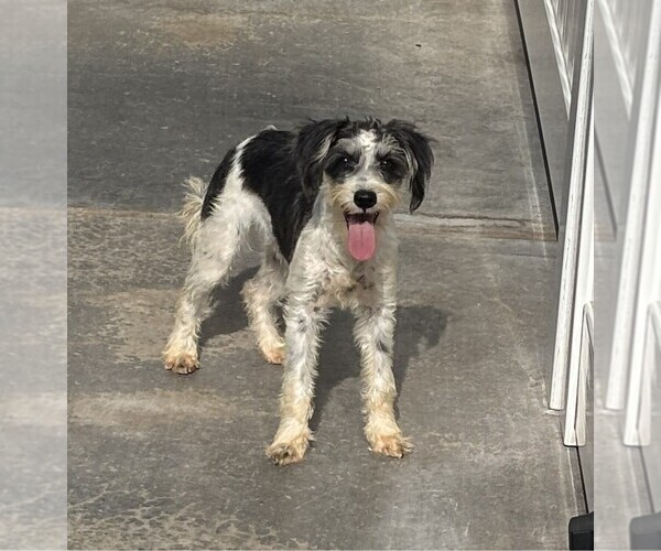 Medium Photo #4 Schnauzer (Miniature) Puppy For Sale in MORENO VALLEY, CA, USA