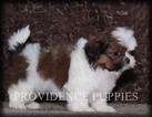 Small Photo #1 Shih Tzu Puppy For Sale in COPPOCK, IA, USA