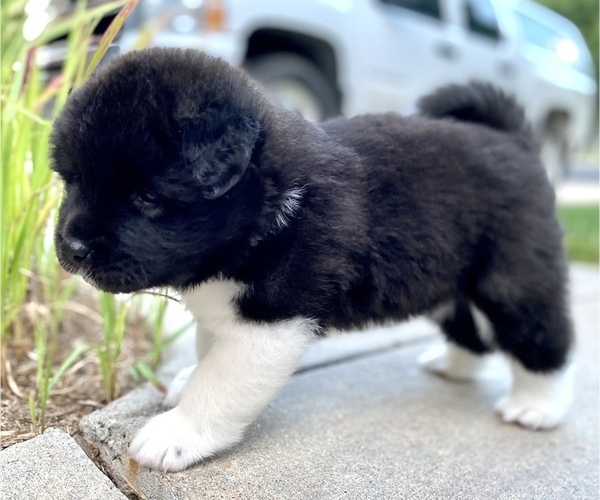Medium Photo #2 Akita Puppy For Sale in GREELEY, CO, USA