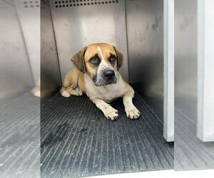 American Pit Bull Terrier-Unknown Mix Dogs for adoption in Corpus Christi, TX, USA