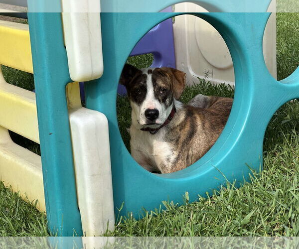 Medium Photo #6 Mutt Puppy For Sale in Minneapolis, MN, USA