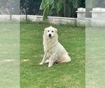 Small #1 Great Pyrenees