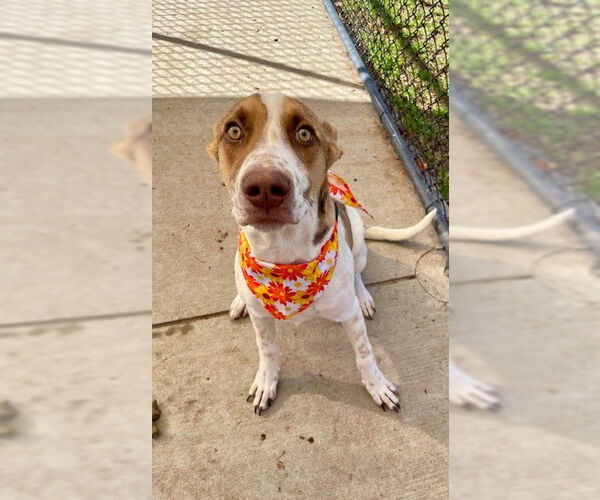 Medium Photo #1 Pointer-Unknown Mix Puppy For Sale in Tulsa, OK, USA