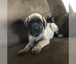 Small Photo #4 Mastiff Puppy For Sale in CHILLICOTHE, OH, USA