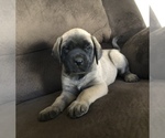 Small #3 Mastiff