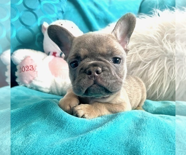 Medium Photo #12 French Bulldog Puppy For Sale in NEW YORK, NY, USA