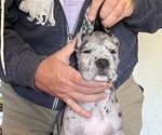Small Photo #2 Great Dane Puppy For Sale in ROCKFORD, IL, USA