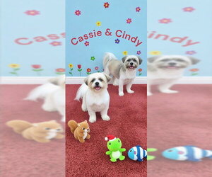 Cassie & Cindy - Female Shih Tzu Dog for Adoption - Photo #6