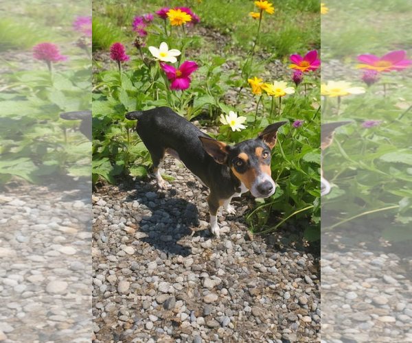 Medium Photo #9 Basenji-Rat Terrier Mix Puppy For Sale in McKinney, TX, USA