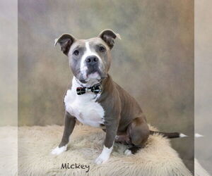 Staffordshire Bull Terrier-Unknown Mix Dogs for adoption in Hot Springs Village, AR, USA