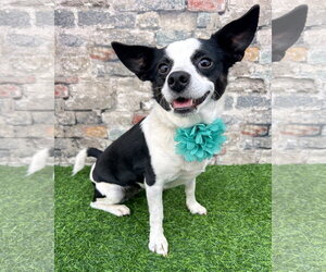 Rat Terrier-Unknown Mix Dogs for adoption in Corona, CA, USA