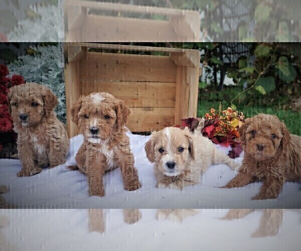 Medium Photo #3 Cavapoo Puppy For Sale in LUBLIN, WI, USA
