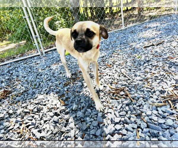 Medium Photo #3 Chug Puppy For Sale in Albemarle, NC, USA