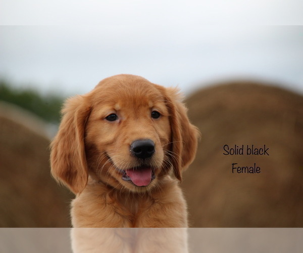 Medium Photo #17 Golden Retriever Puppy For Sale in KEMP, TX, USA