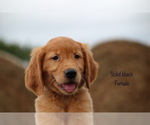 Small Photo #17 Golden Retriever Puppy For Sale in KEMP, TX, USA