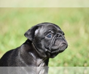 Pug Puppy for sale in PALM COAST, FL, USA